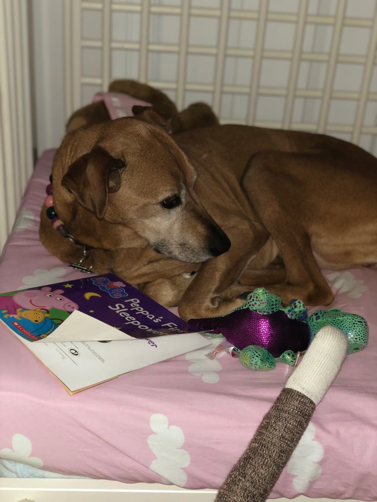 Huey lounging on her dog bed